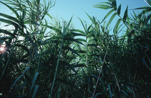 LEICA M6 ELMARIT ASPH 2,8/24